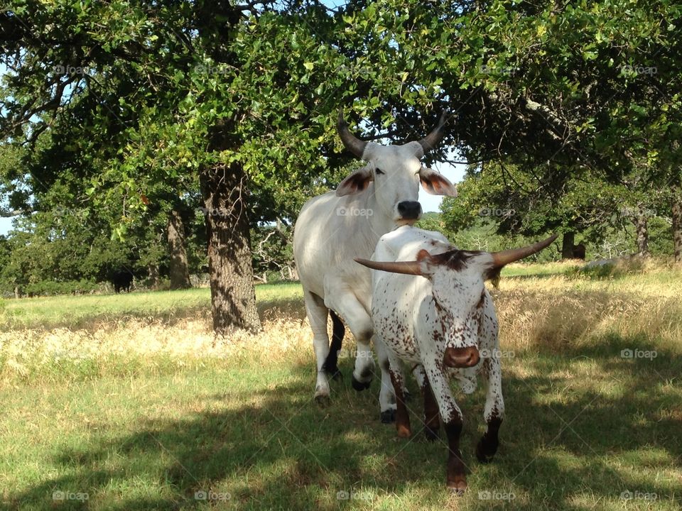 Cattle getting frisky at Woolaroc Park in Bartlesville Oklahoma