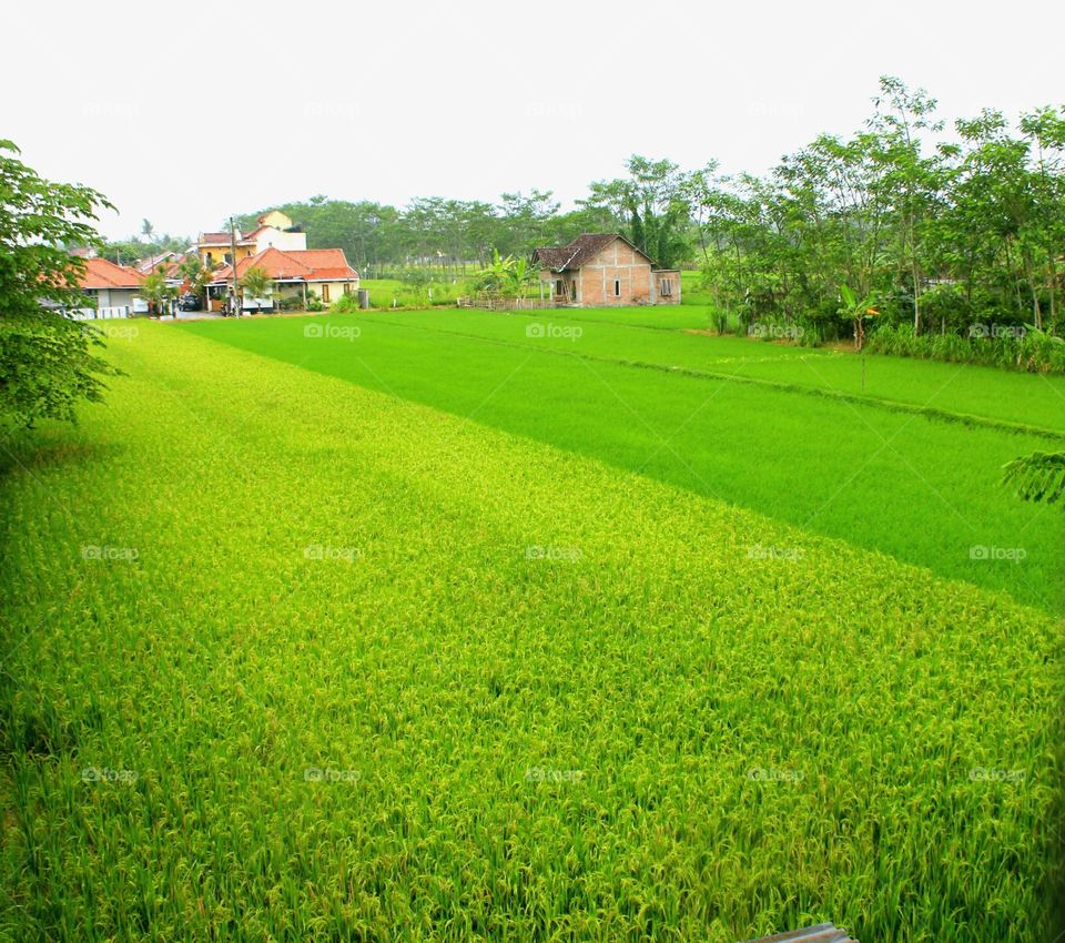rice fields on