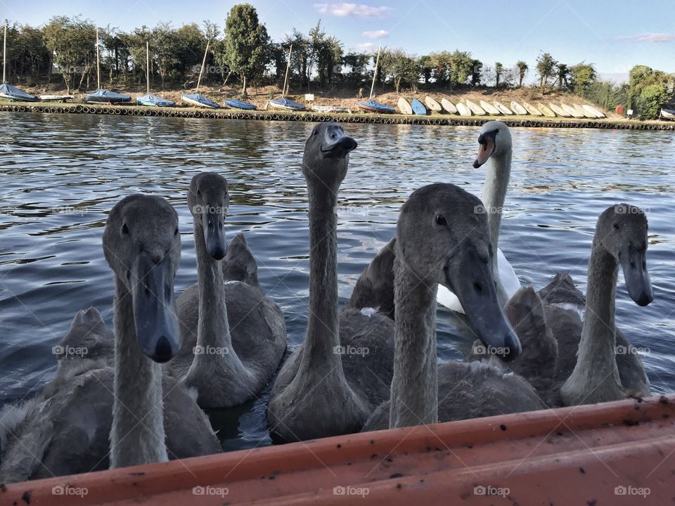 The ballet of swans 