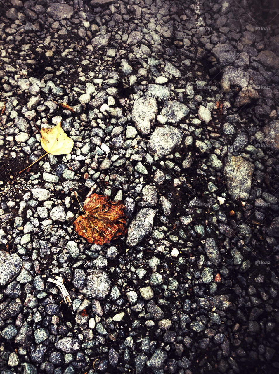 leaves stones road autumn by kk_tt