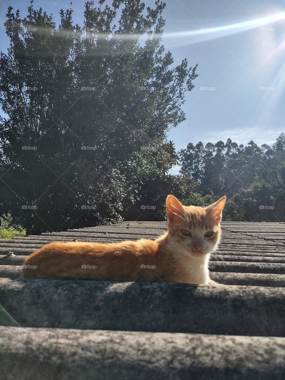 essa é pata-mansa, ladra incomparável.