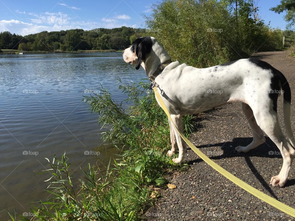 Dog looking for trouble at the lake 