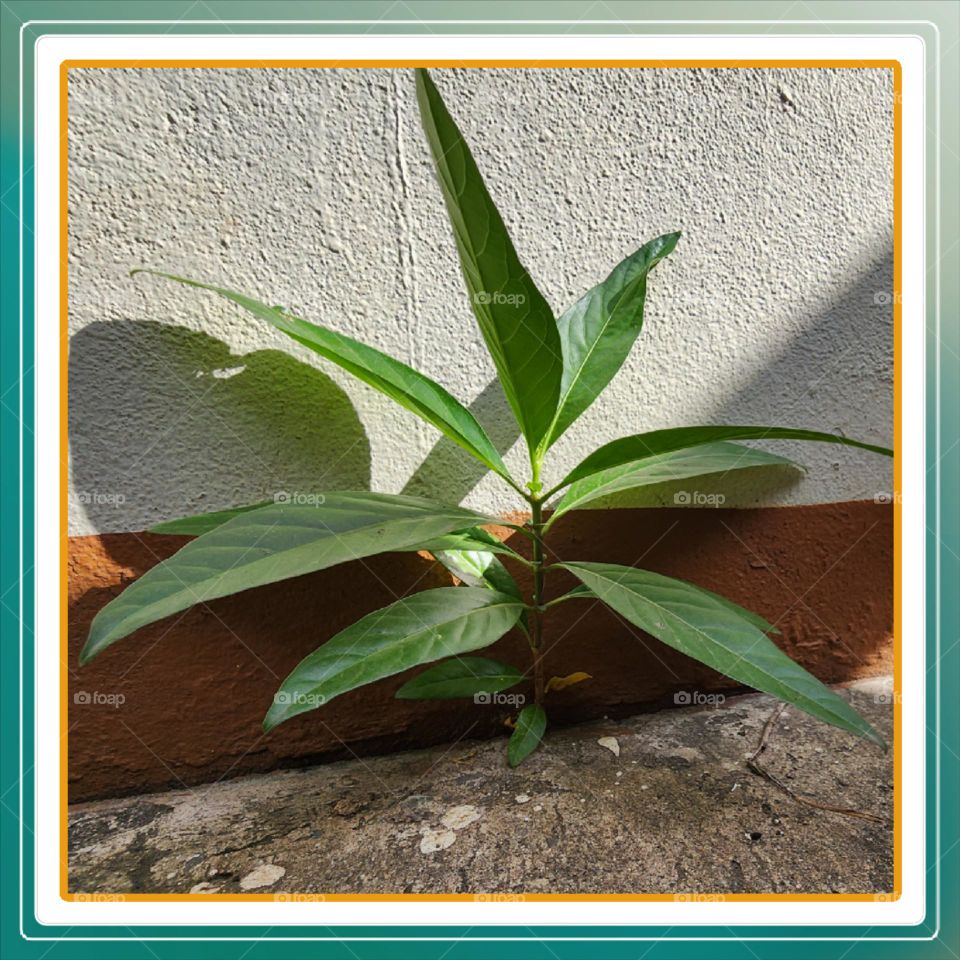 Growth despite Adversity