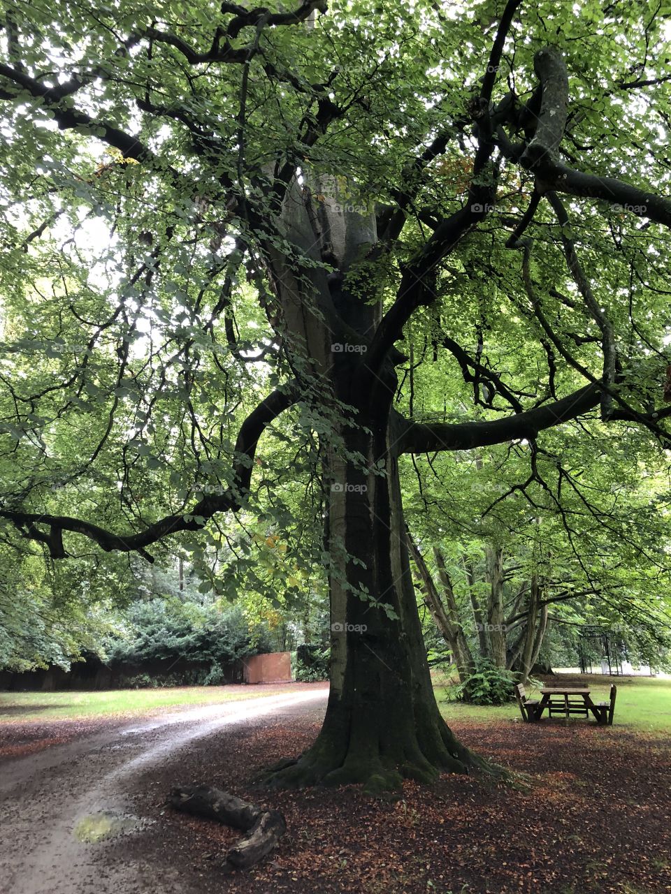 Trees of Holland