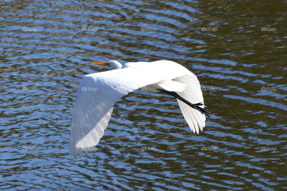 Egret in flight