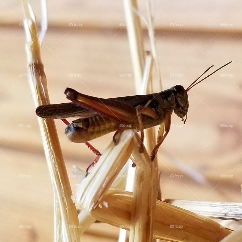 No Person, Nature, Wood, Insect, Little