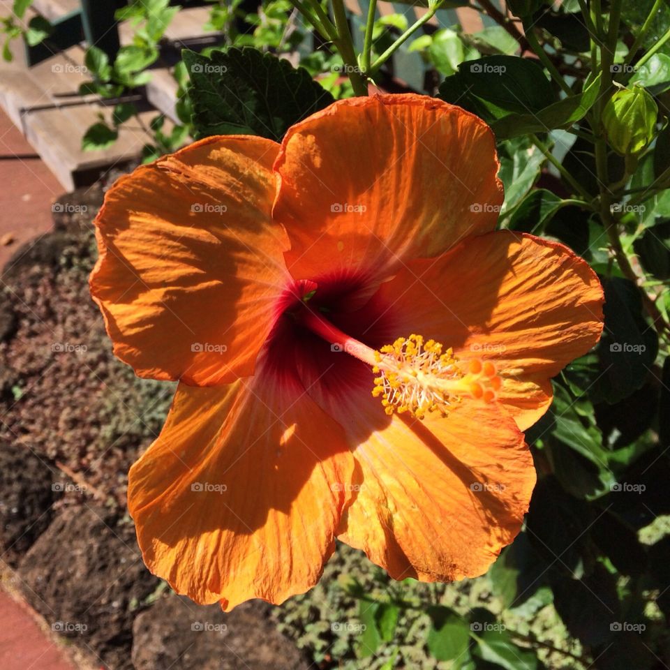 Hibiscus. Hibiscus