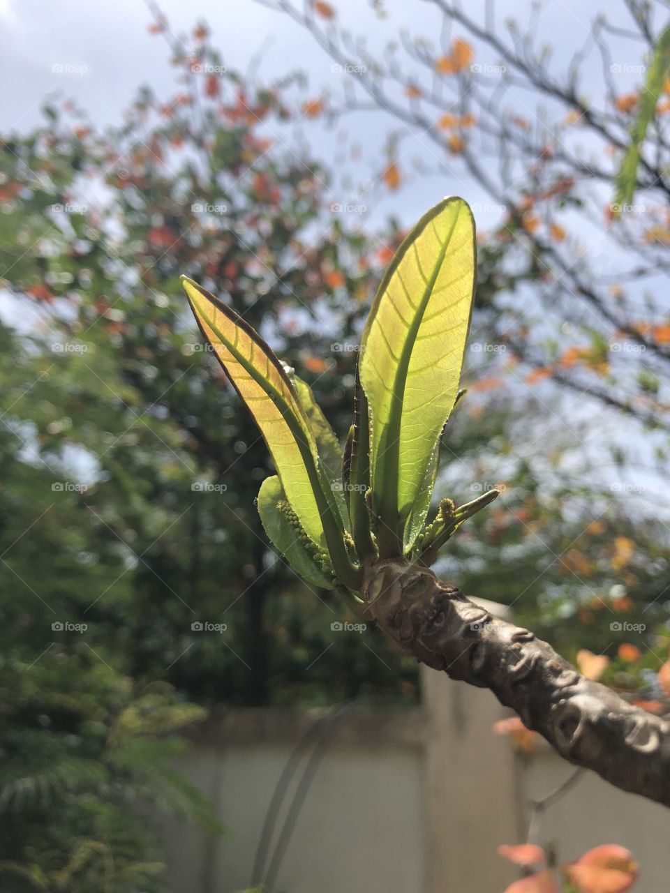 Young Almond Tree Leaves