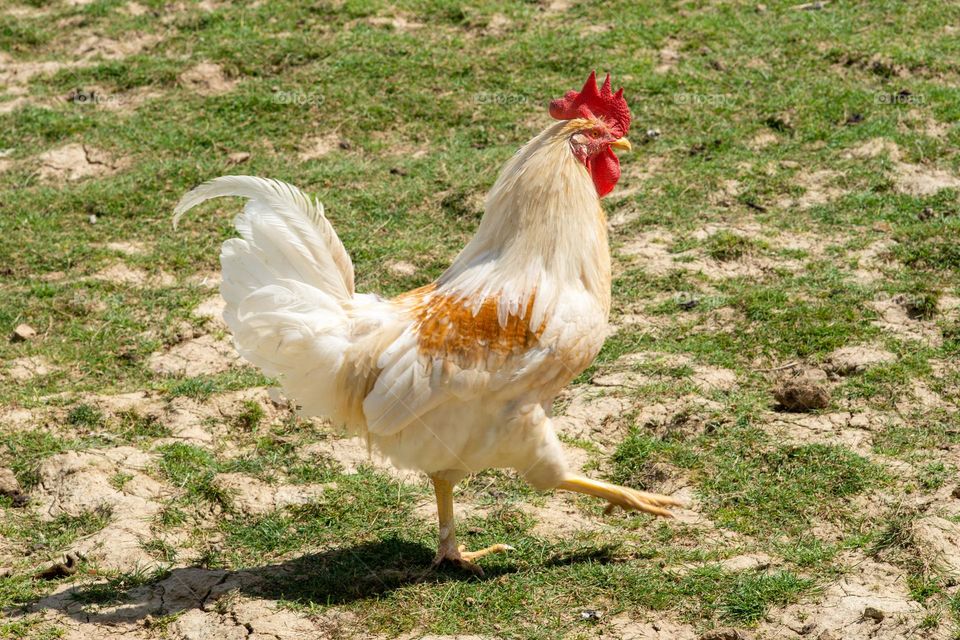 rooster outside in the meadow