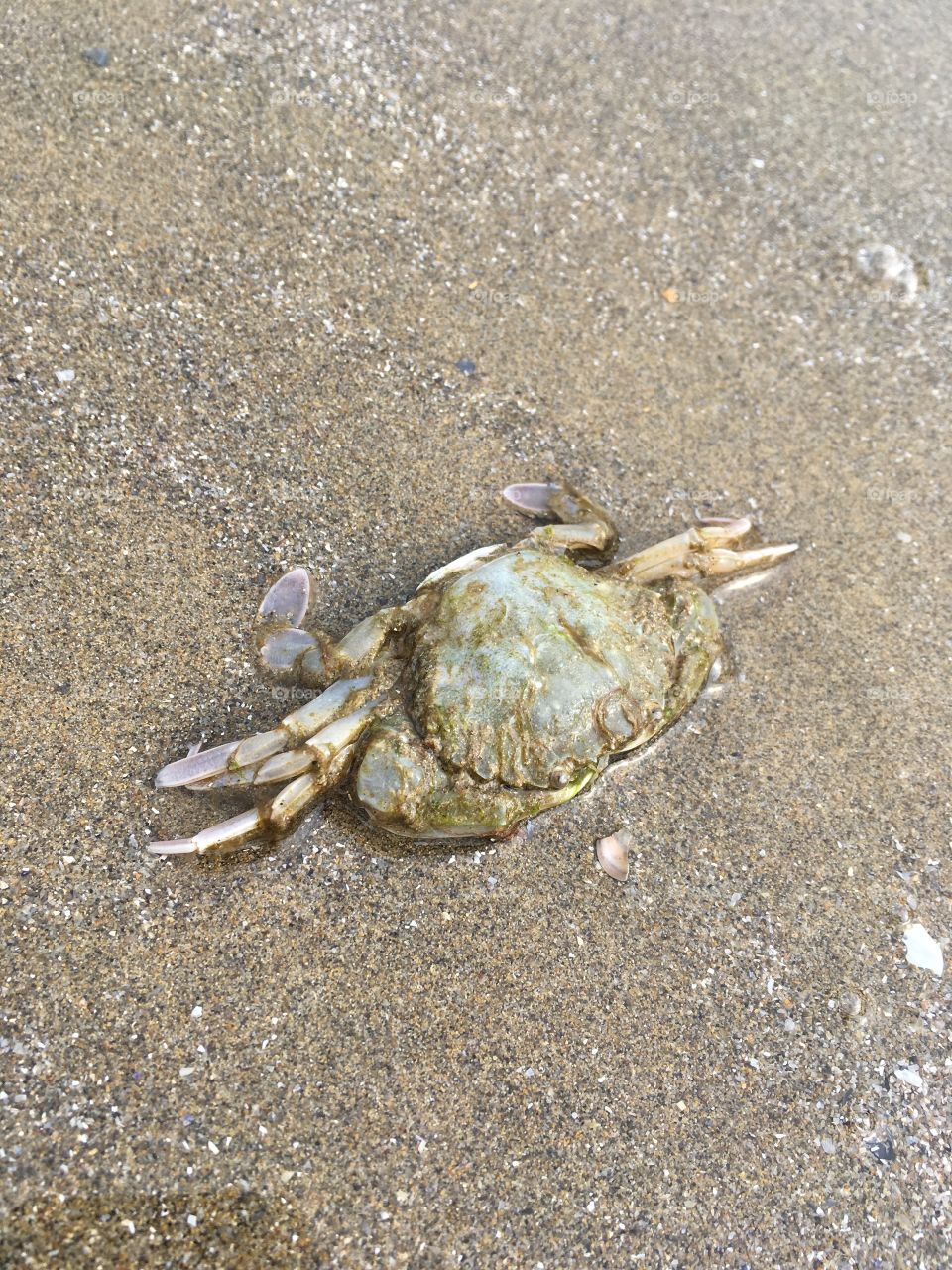 Just Crab