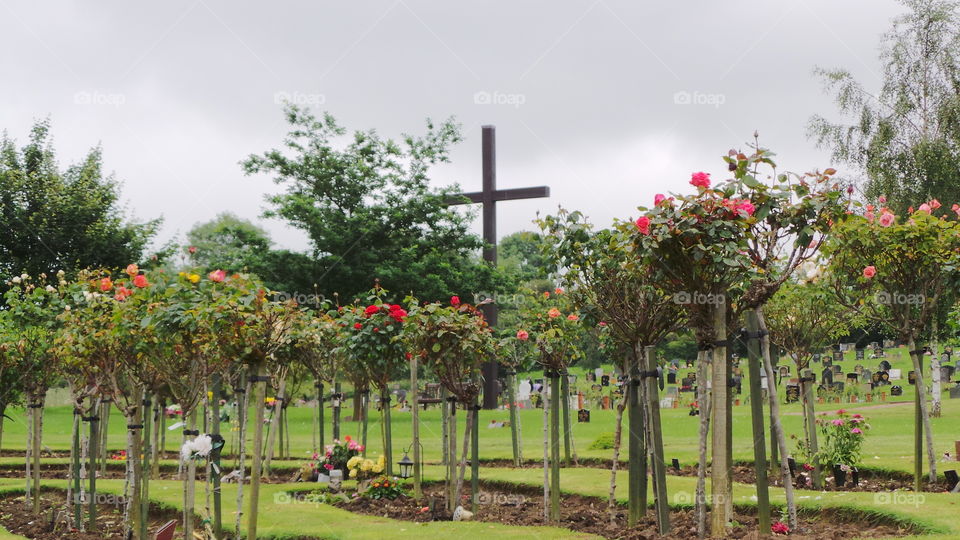 standard roses in remembrance of the dearly departed.
large cross over looks the cemetery.
English cemetery
Some people think graveyard and cemetery mean the same, but, if we want to be a little nitpicky, we should say that graveyard is a type of cemetery, but a cemetery is usually not a graveyard. To understand the difference, we need a little bit of history.
From about the 7th century, the process of burial was firmly in the hands of the Church (meaning the organization), and burying the dead was only allowed on the lands near a church (now referring to the building), the so-called churchyard. The part of the churchyard used for burial is called graveyard, an example of which you can see in the picture.
As the population of Europe started to grow, the capacity of graveyards was no longer sufficient (the population of modern Europe is almost 40 times higher than it was in the 7th century). By the end of the 18th century, the unsustainability of church burials became apparent, and completely new places, independent of graveyards, were devised—and these were called cemeteries.
The etymology of the two words is also quite intriguing. The origin of "graveyard" is rather obvious; it is a yard filled with graves. However, you might be surprised to hear that "grave" comes from Proto-Germanic *graban, meaning "to dig", and is unrelated to "gravel".
Of course, the word "cemetery" did not appear out of the blue when graveyards started to burst at the seams. It comes from Old French cimetiere, which meant, well, graveyard. Nevertheless, the French word originally comes from Greek koimeterion, meaning "a sleeping place". Isn't that poetic?