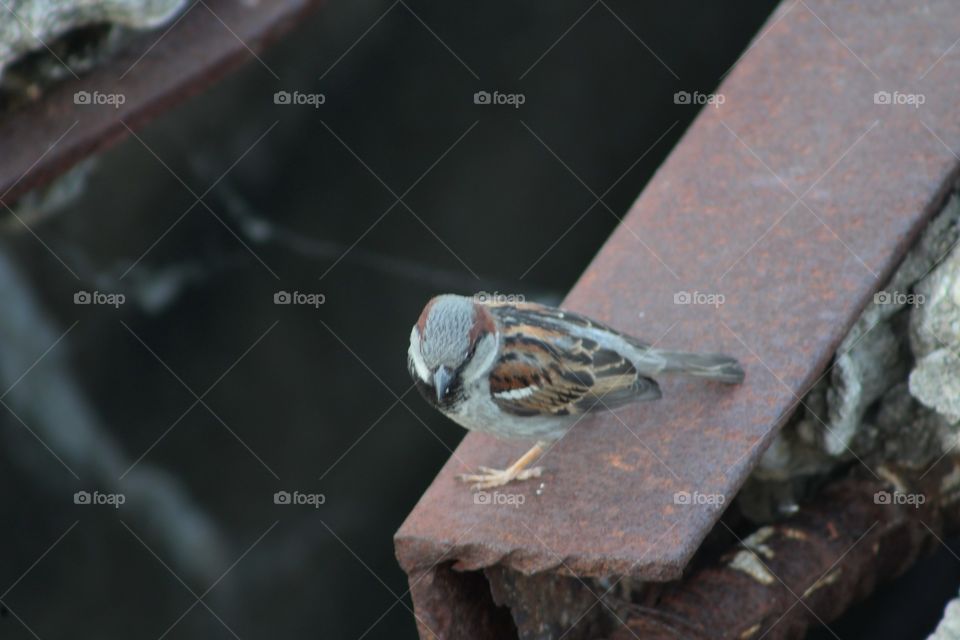 Male house sparrow sitting on railroad tie, shot from above, with gray cap in view 