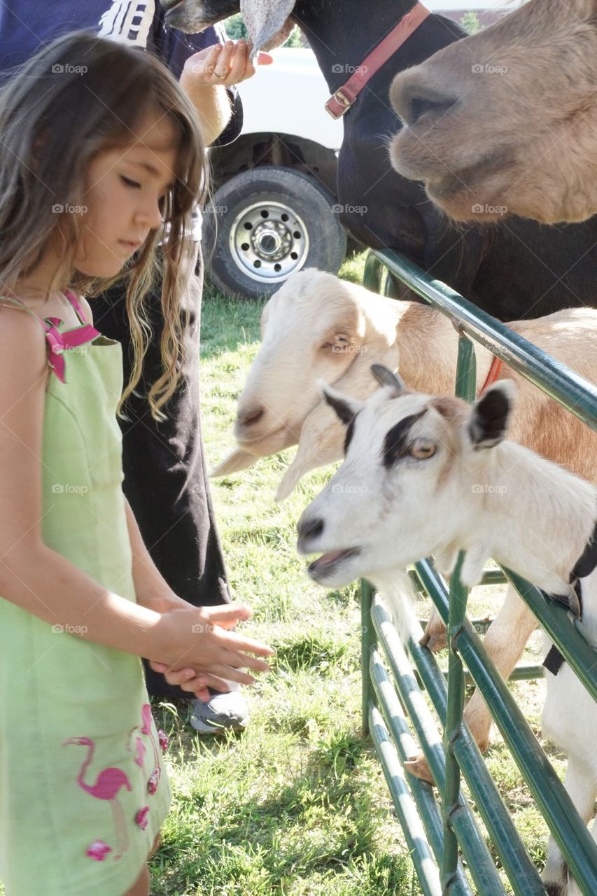 Girl feeding goats