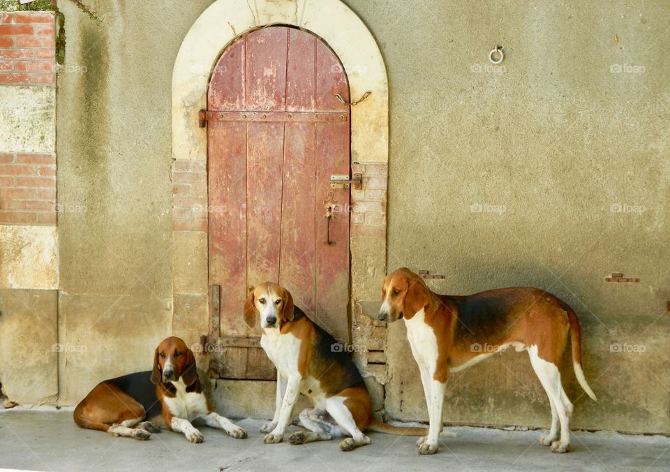Hounds at Cheverny, Loire Valley