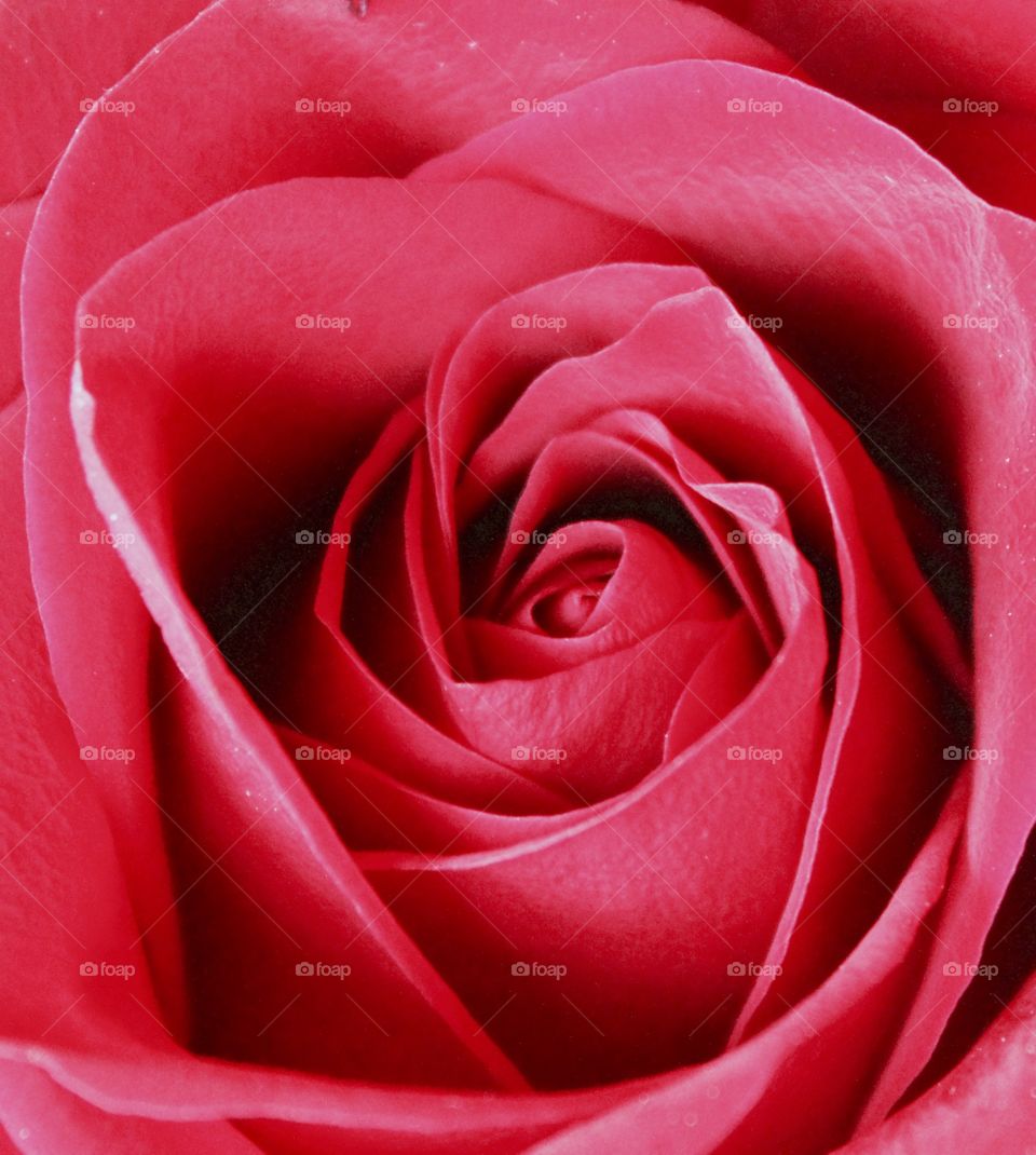 Macro shot of a beautiful rose