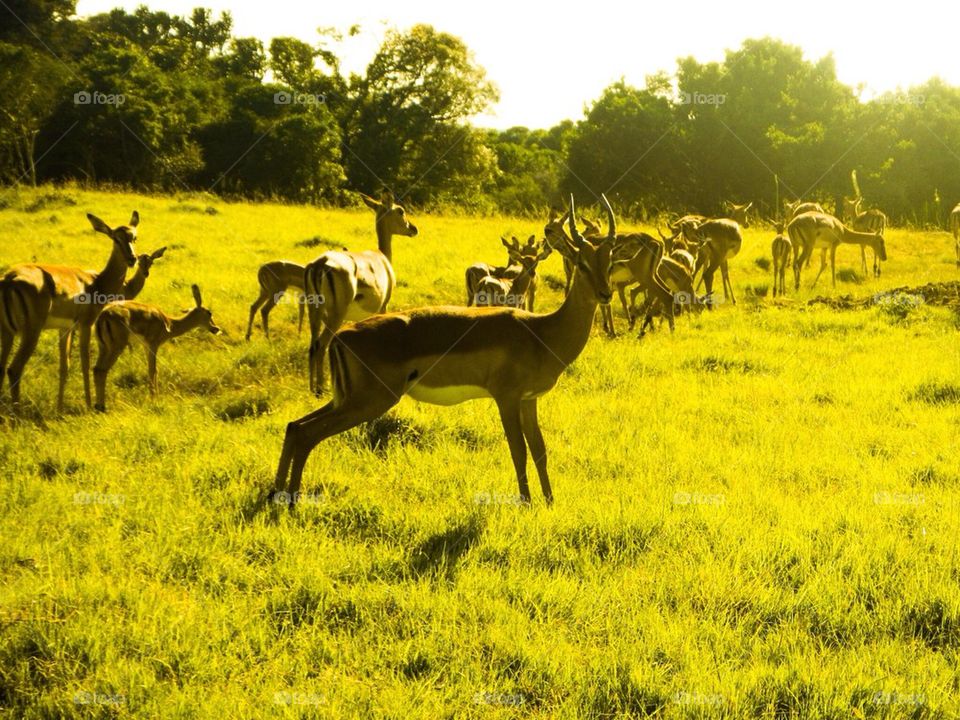 trees grass water bucks sibuya game reserve by The_Picture_man