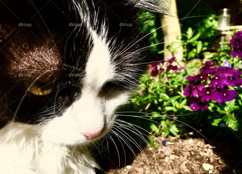 Garden cat 2