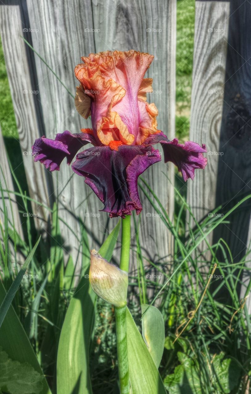 Bloom. In the garden