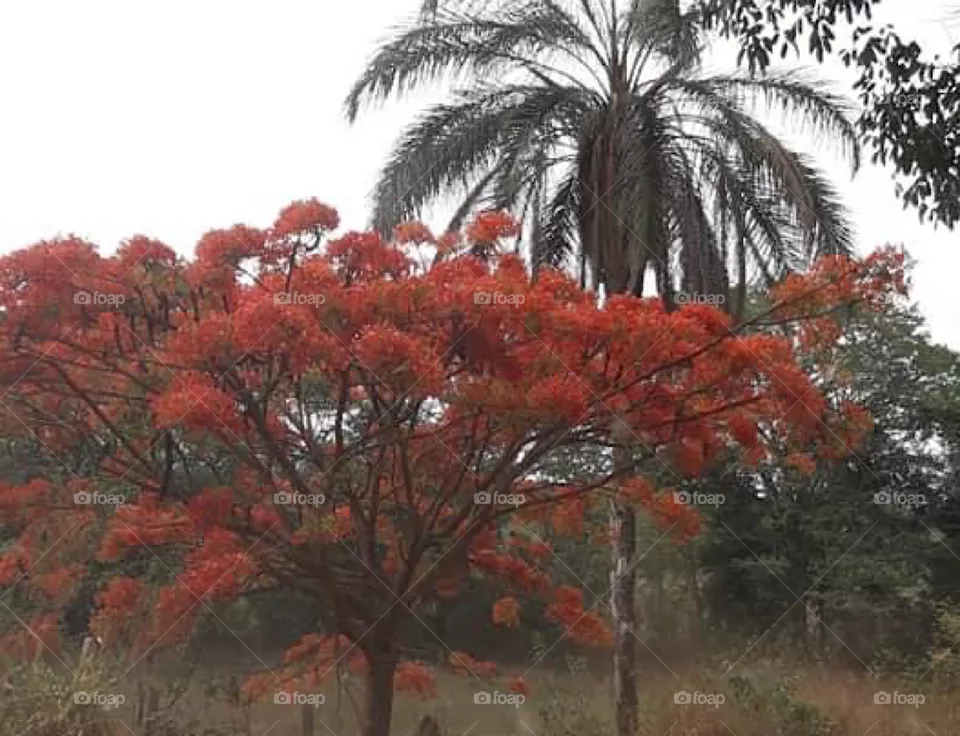 Trees 