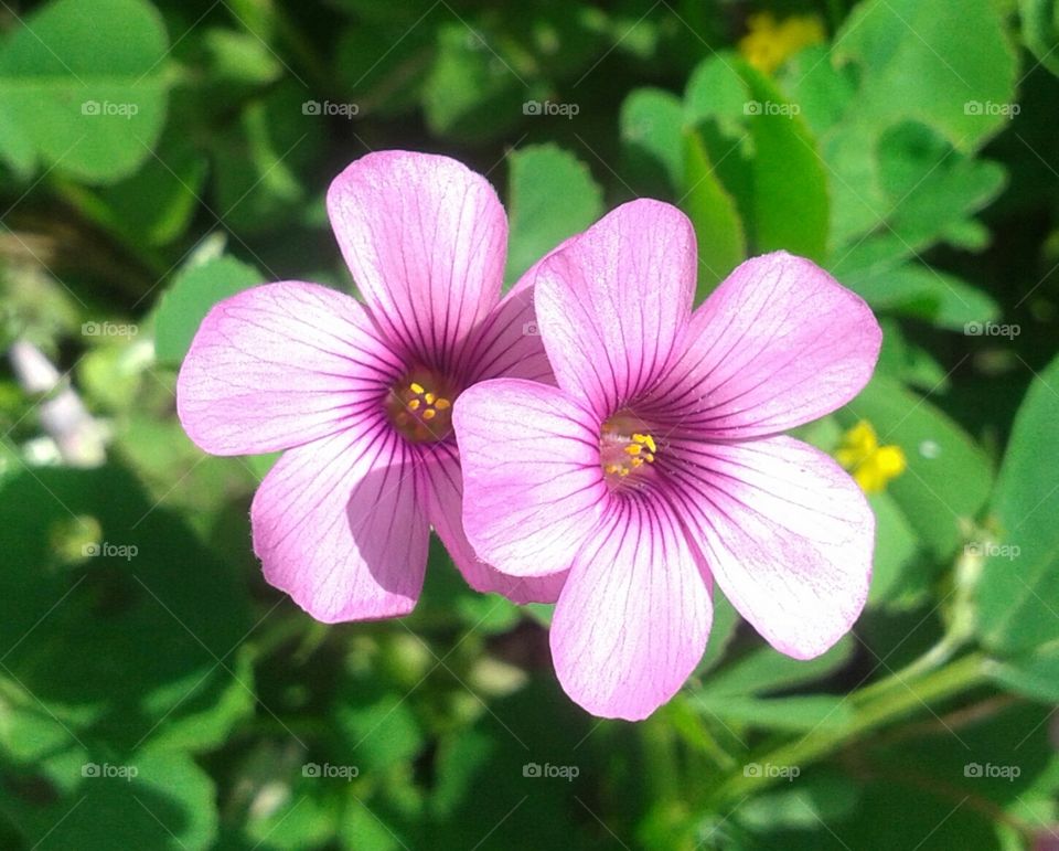 Violet flora. beautiful little blossoms.
