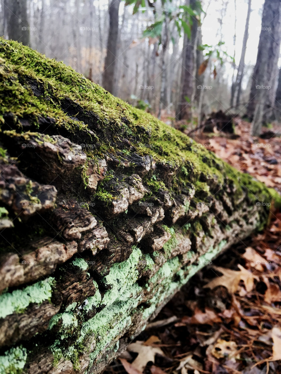 An old downed tree in the forest. Detailed view reveals the organic textures of bark, moss, and lichen. 