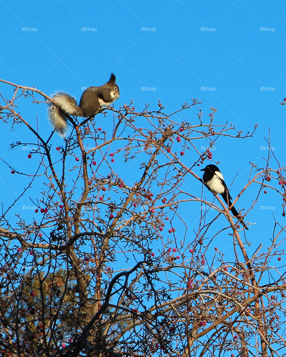 Squirrel and Magpie