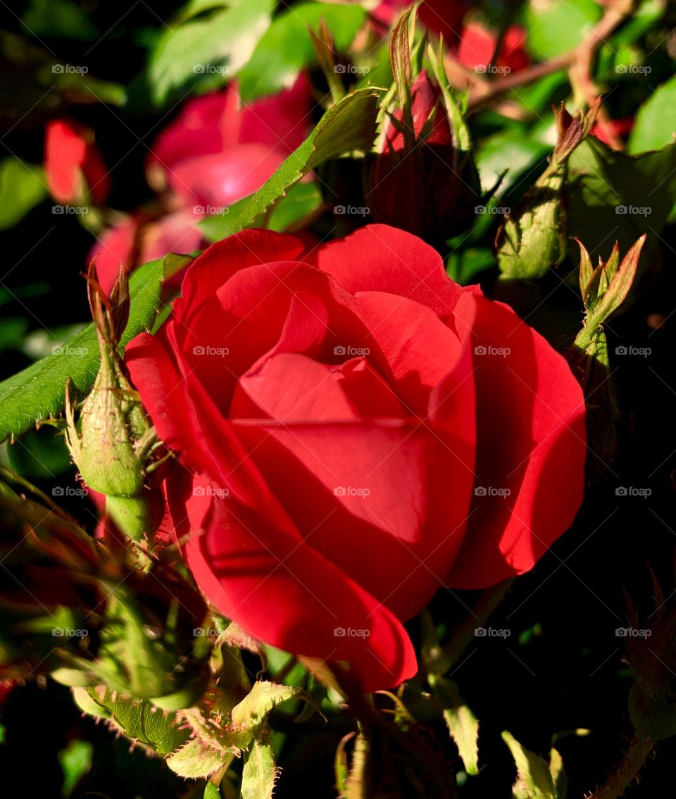 A beautiful red rose that has begun to bloom