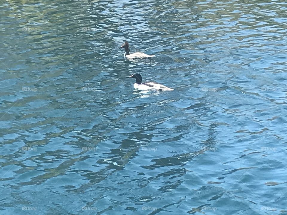 Ducks in the pond 