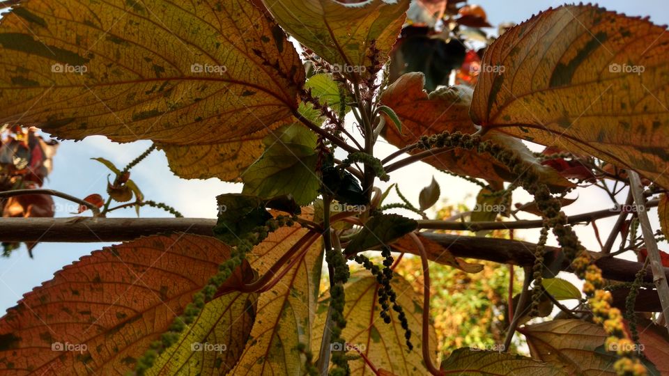 Folhas grandes coloridas de planta de jardim.