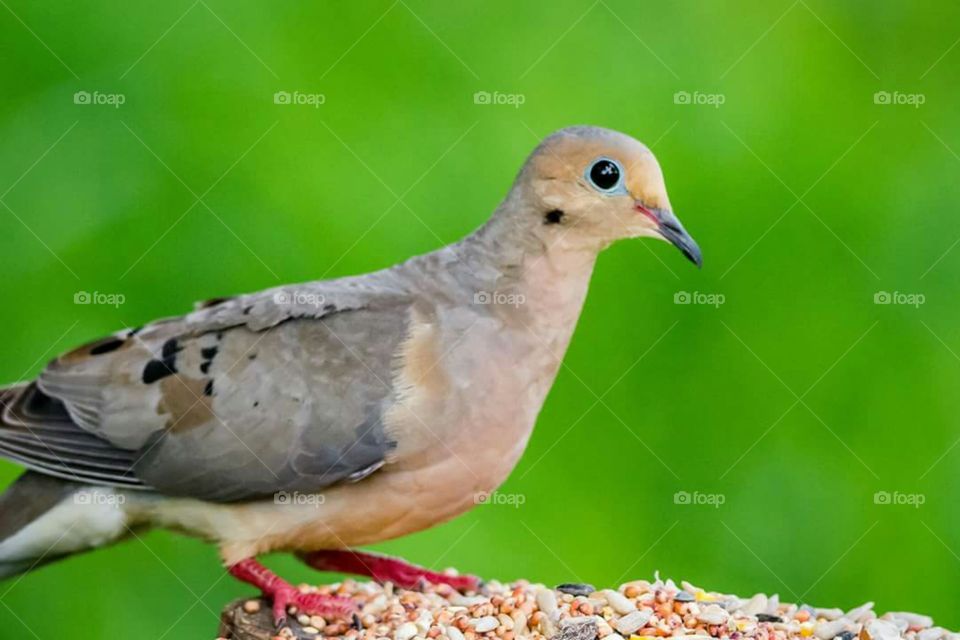 Mourning Dove