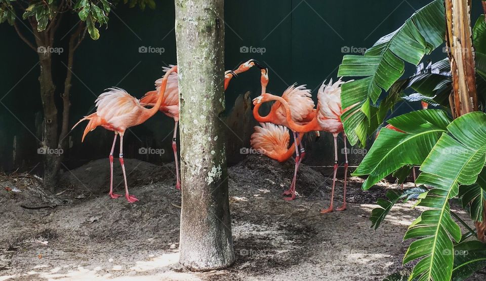 Mama Flamingo laying her eggs 