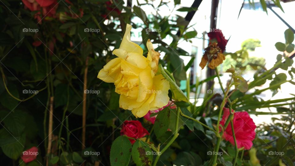 Uma "nova velha" rosa amarela.