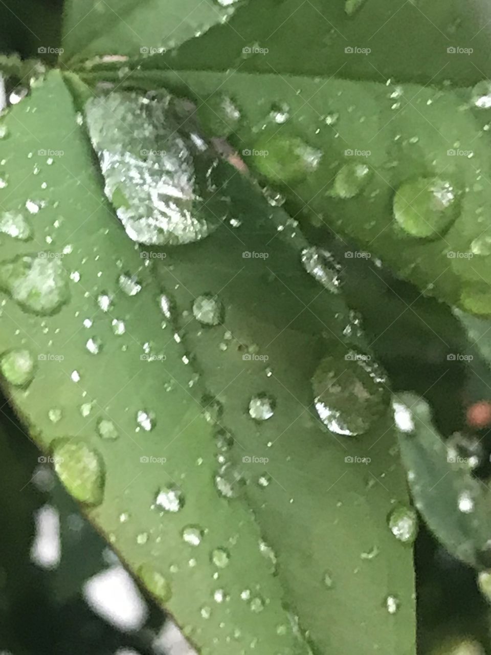 Rain drops 