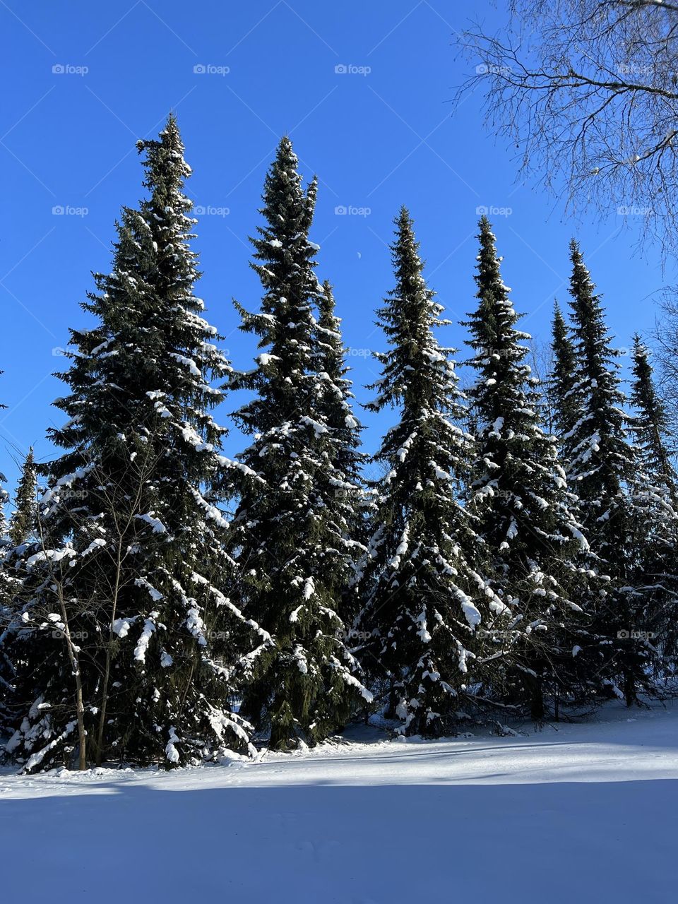 Beautiful tall spruces with snowy branches in row in the middle of bright winter day