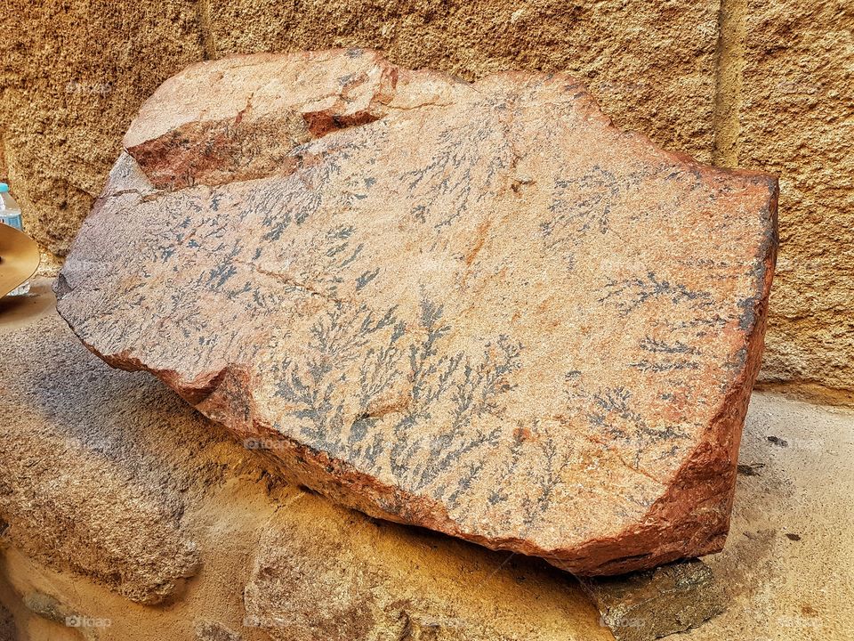 the mysterious rock where plant-like drawings appeared