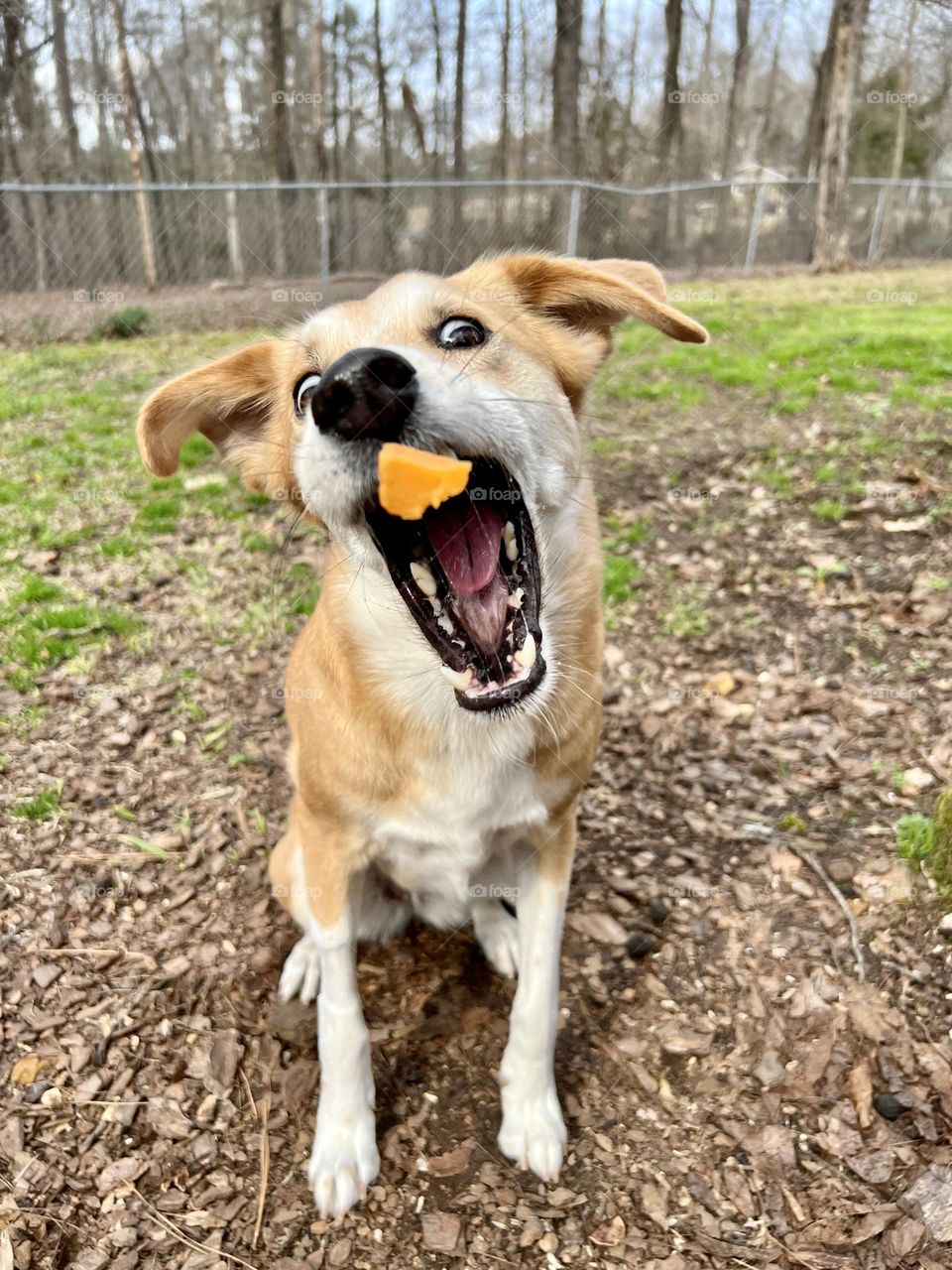 Pet dog with mouth open wide lunging to catch a tossed treat. She looks excited and happy in her backyard.