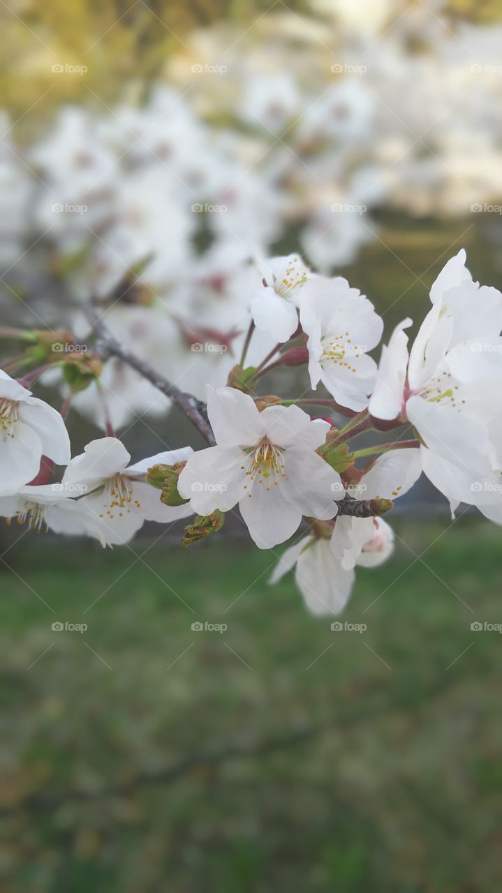 sakura flower zoomup photo