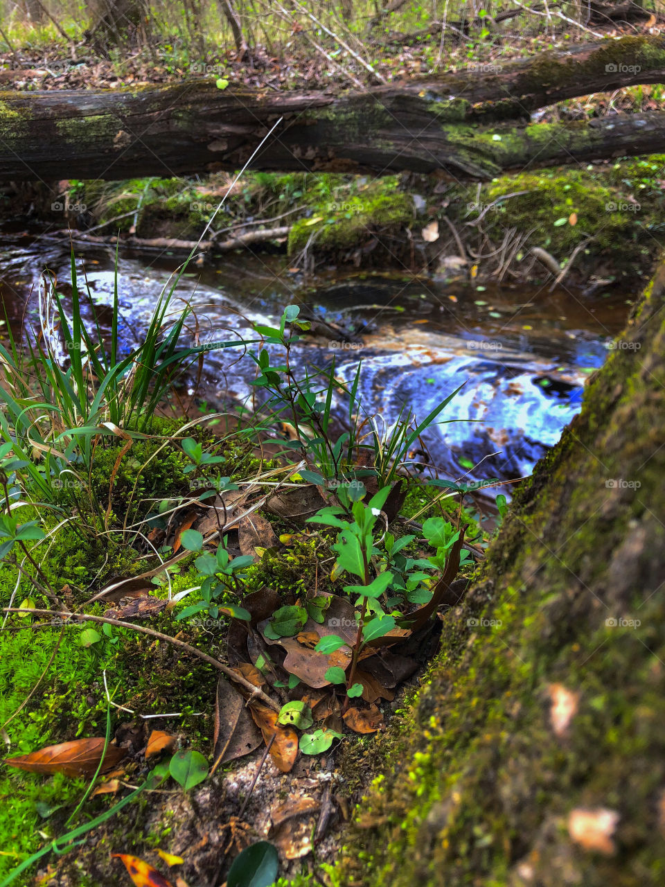 Fairy Portal