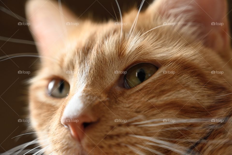 Ginger cat