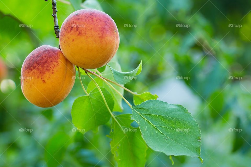 Apricot fruits on the branch - Prunus armeniaca (Armenian plum) cultivated apricot species