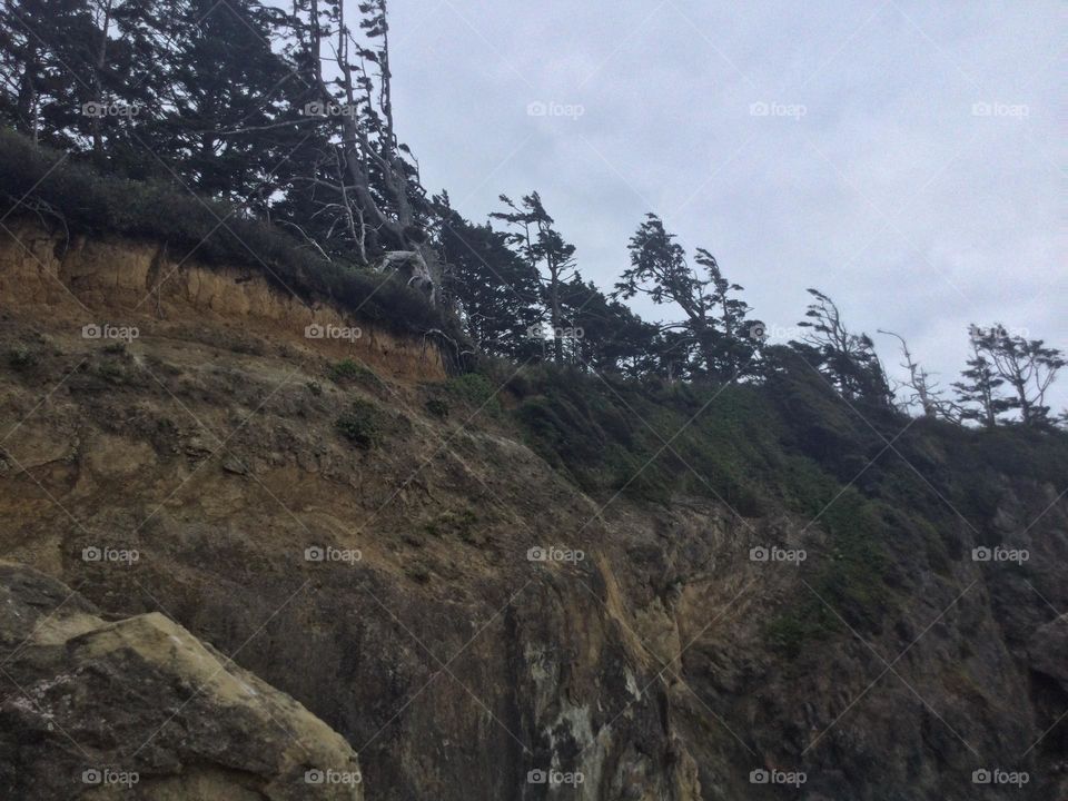 Trees Growing Along the Cliff at Hug Point in Oregon 