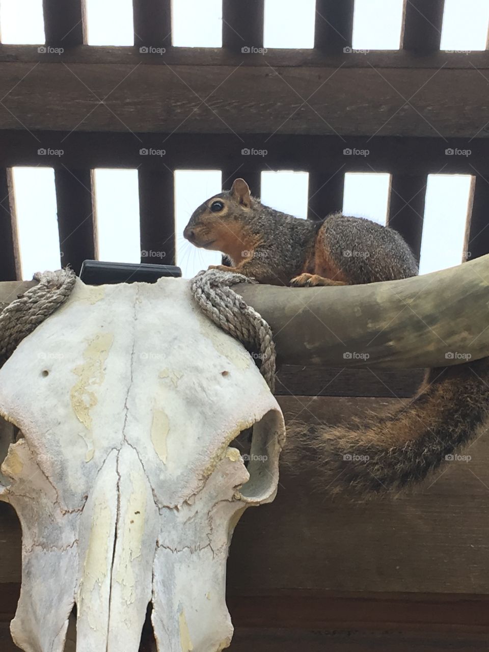 Squirrel on Skull