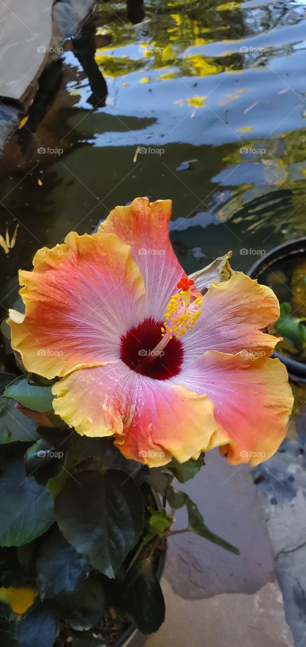 Big Hibiscus bloom