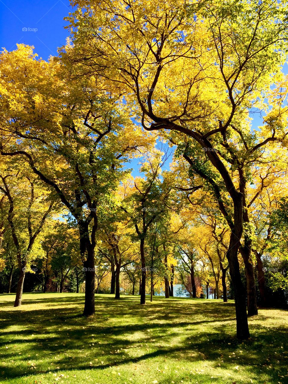 Fall leaves