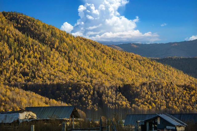beautiful mountain and forest natural landscape
