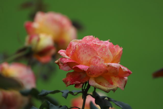 Rose 