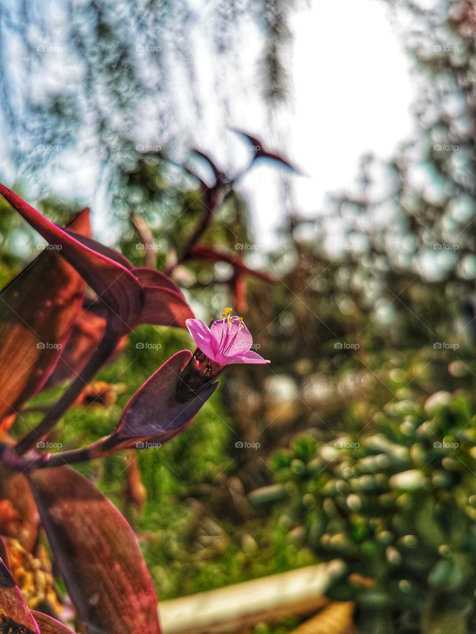 Tradescantia pallida