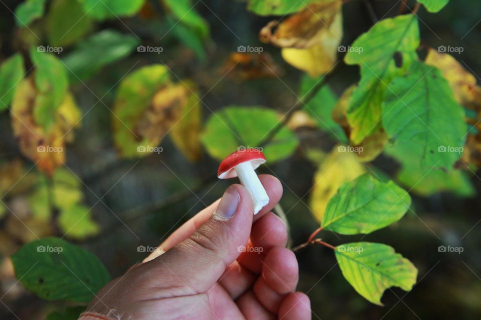 small beautiful edible mushroom with a red hat in hand, against the background of autumn yellow leaves