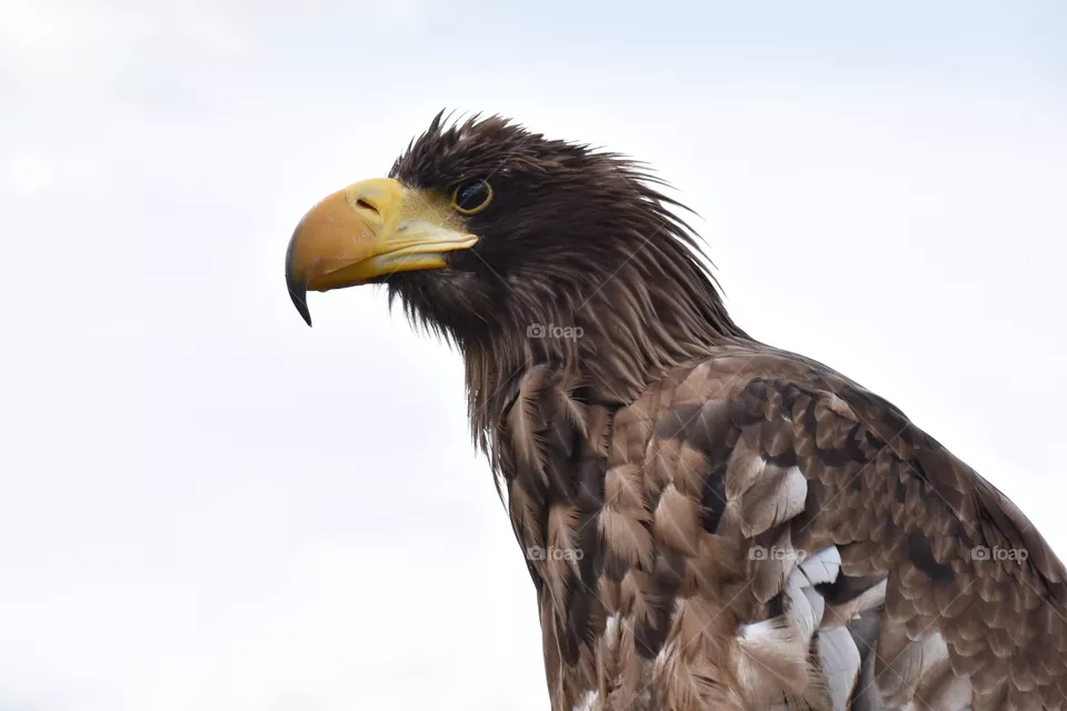 Sea eagle portraits