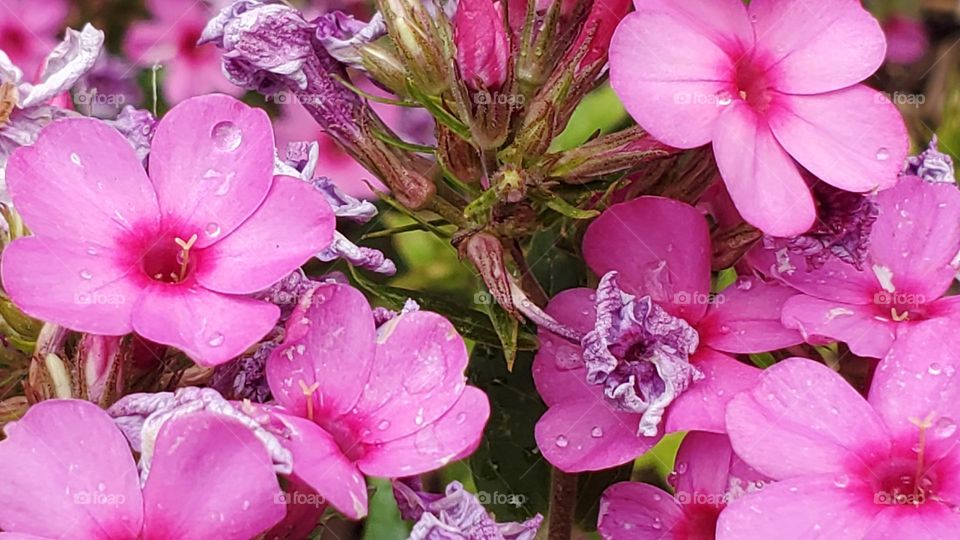 Pink flowers after rain. Smells like dreams. Feels like satin.
